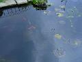 2009-1213-1320_Pond_6,7C